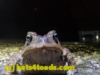 /home//u458753944/public_html/sourcegallery///Roxborough Toad Detour/2021/2021-03-28/P3280089.JPG